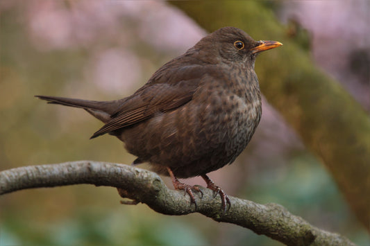 A female blackbird perching on a branch. The bird and branch are in sharp focus, with everything in the background blurred.